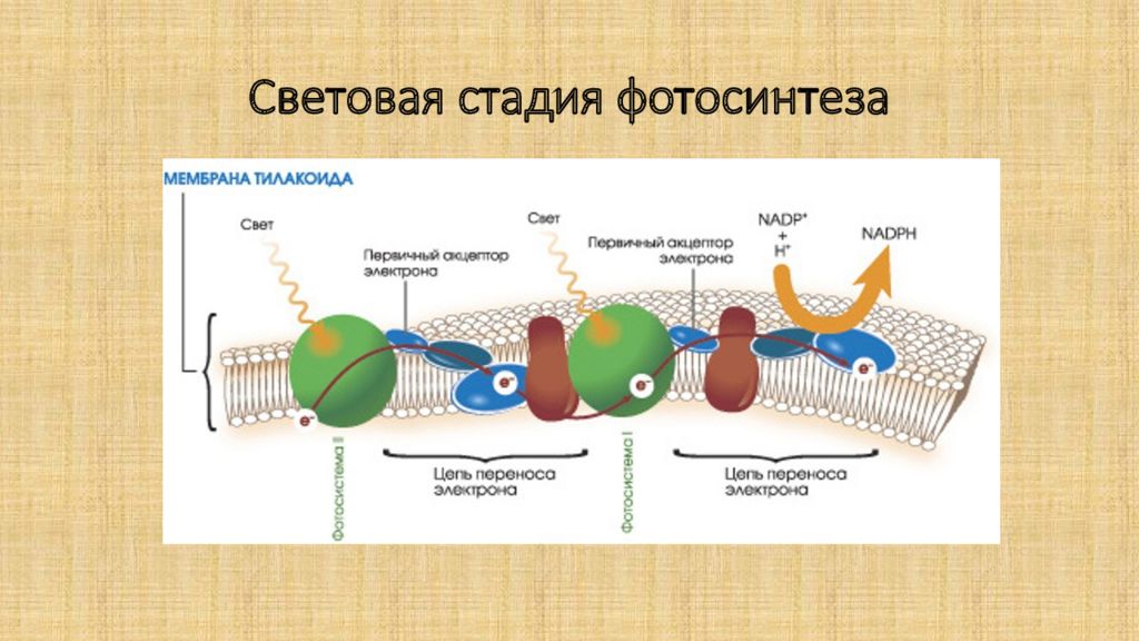 Биосинтез углеводов фотосинтез. Фотосинтез мембрана тилакоида. Мембрана тилакоидов хлоропластов. Фотосинтез на мембранах тилакоидов. Световая фаза фотосинтеза на мембране.