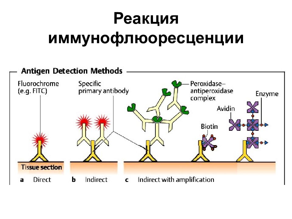 Реакция нейтрализации иммунология схема