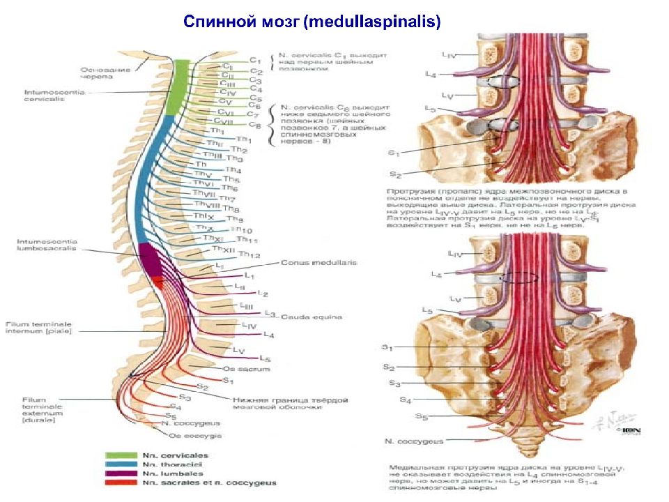 Методы исследования спинного мозга презентация