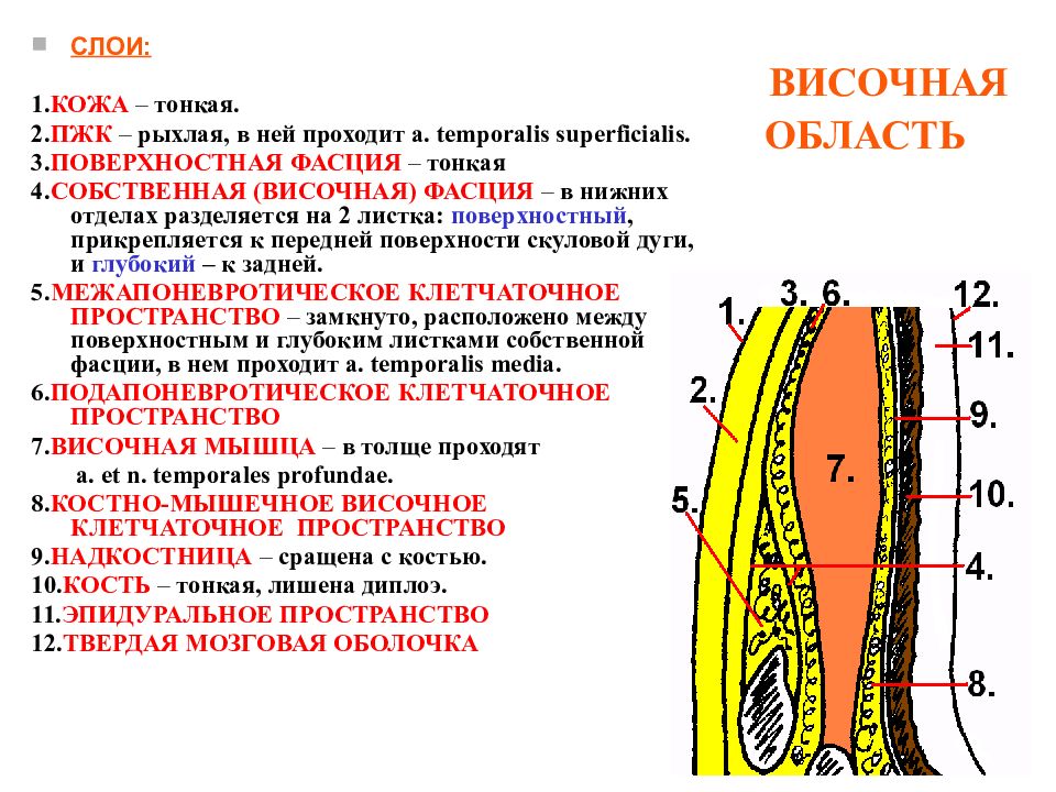 Строение топография. Послойное строение височной области. Клетчаточные пространства височной области. Послойная топография височной области. Строение височной области головы.