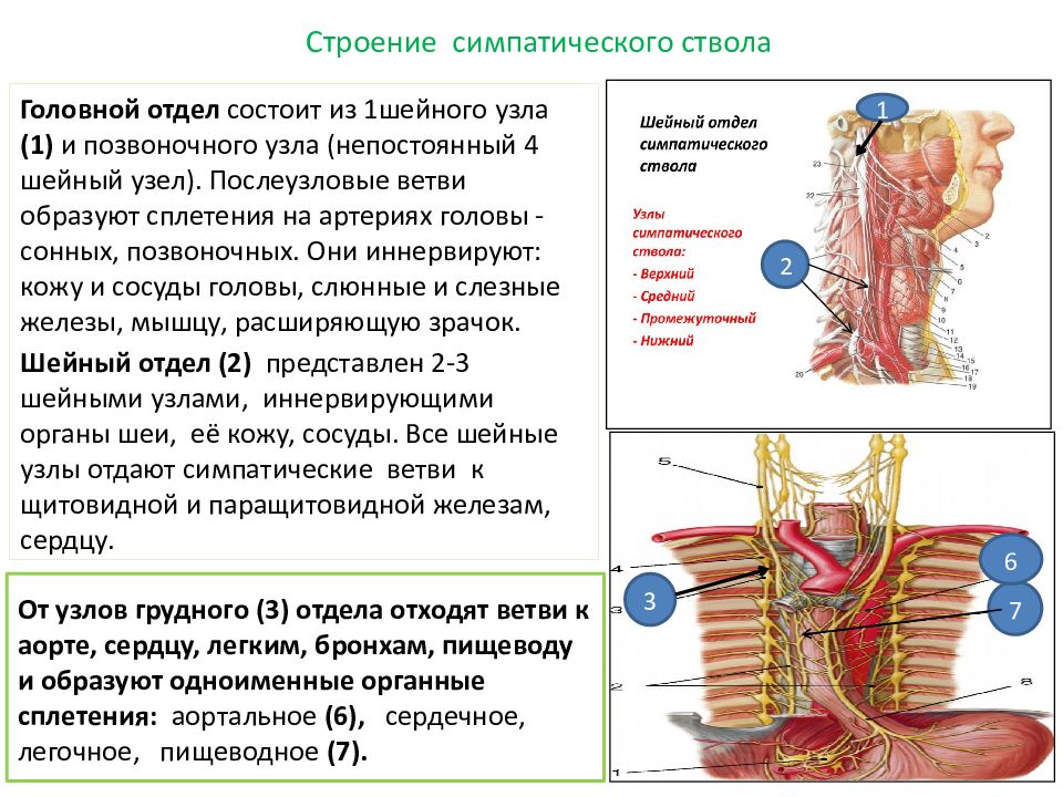 Ветви шейного отдела симпатического ствола