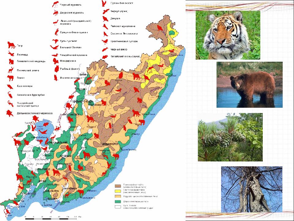 Флора и фауна дальнего востока презентация