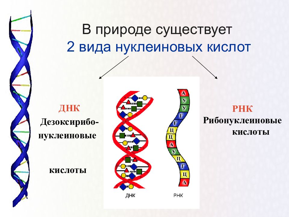 Белки и нуклеиновые кислоты презентация