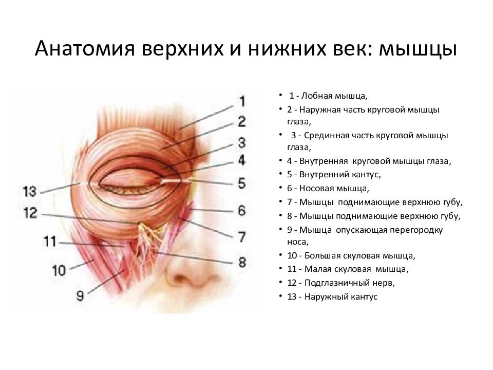 Глазница фото анатомия