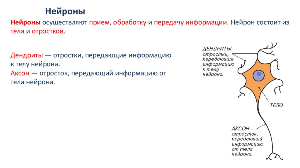 Отросток нейрона. Деление нервных клеток. Деление нейронов. Нейрон состоит. Нейрон это кратко.