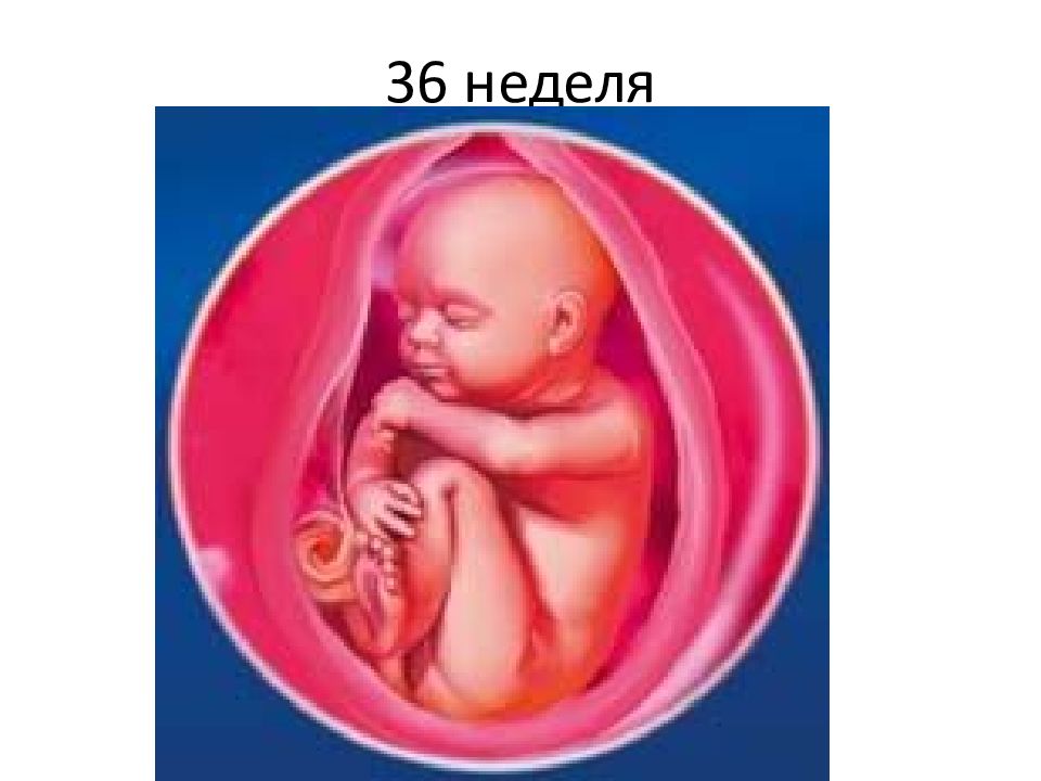 36 неделя отходит