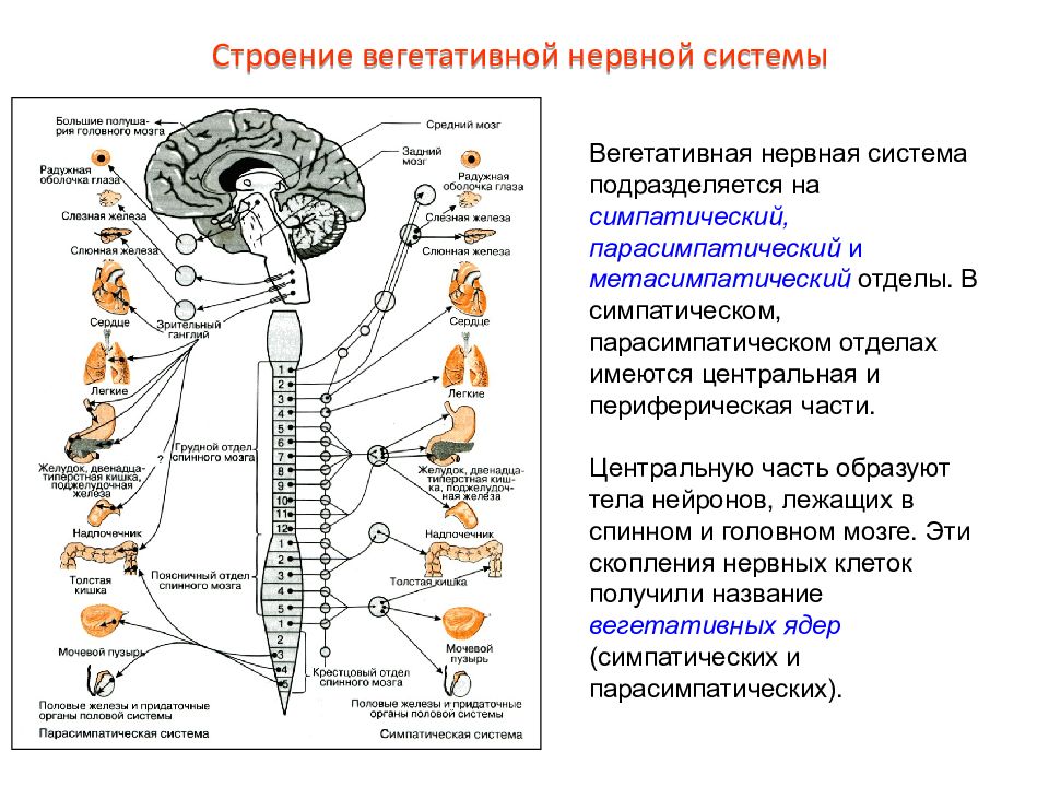 Нс человека строение отделы нс презентация