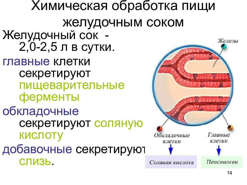 Процесс химической обработки пищи