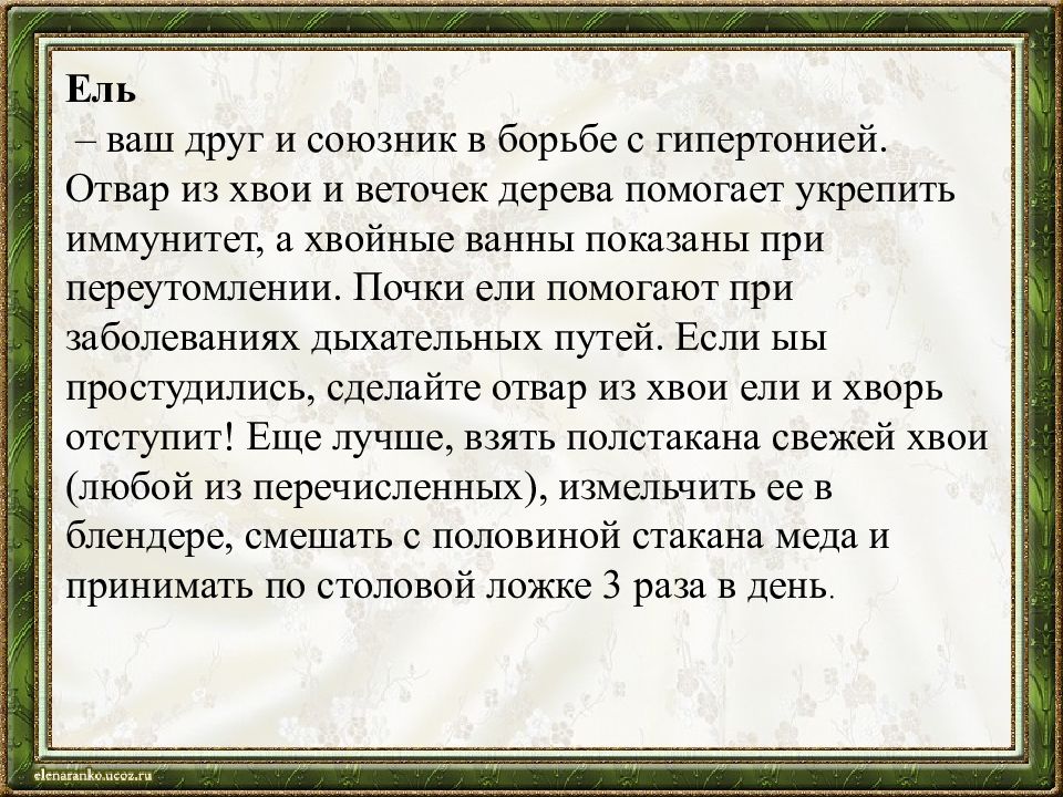 Лечебные свойства еловых. Лечебные свойства еловых