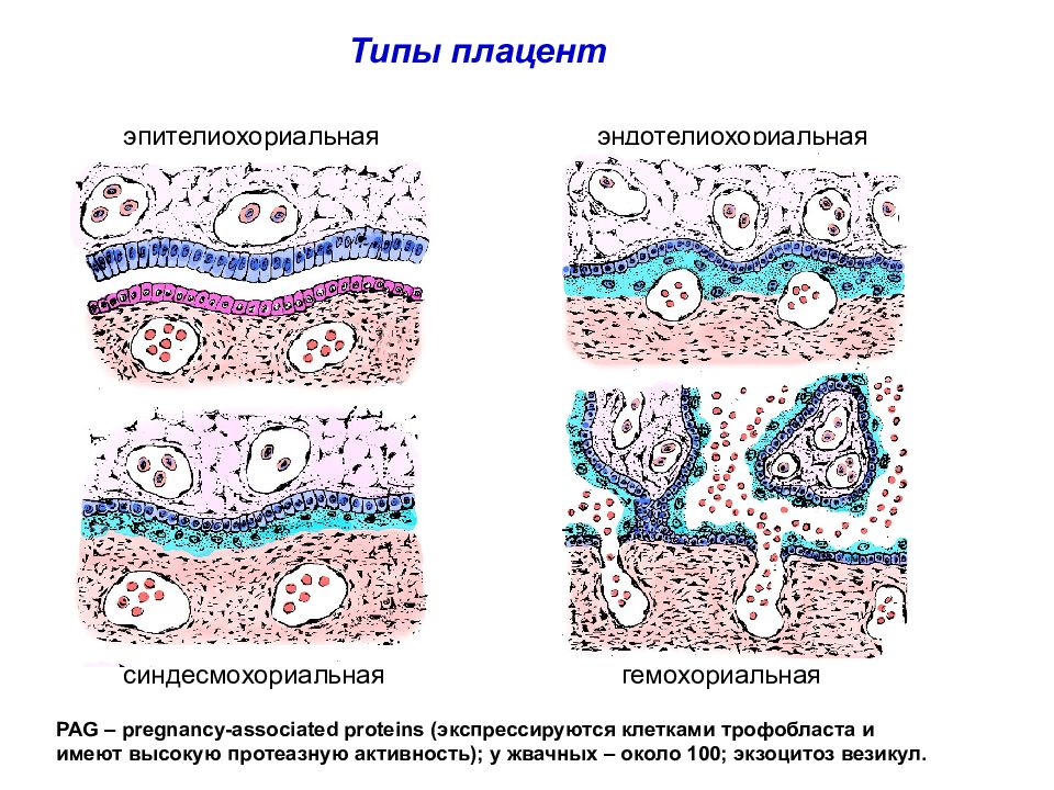 Типы плацент презентация