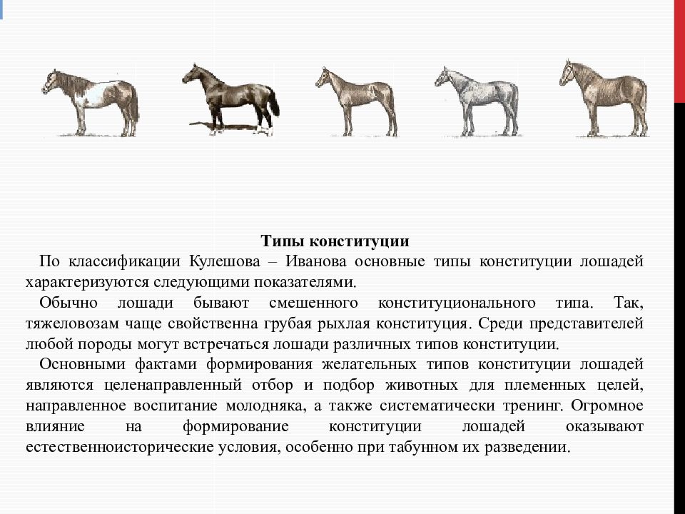 Верховые лошади презентация