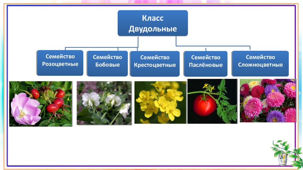 Презентация семейства класса двудольные 6 класс фгос пономарева