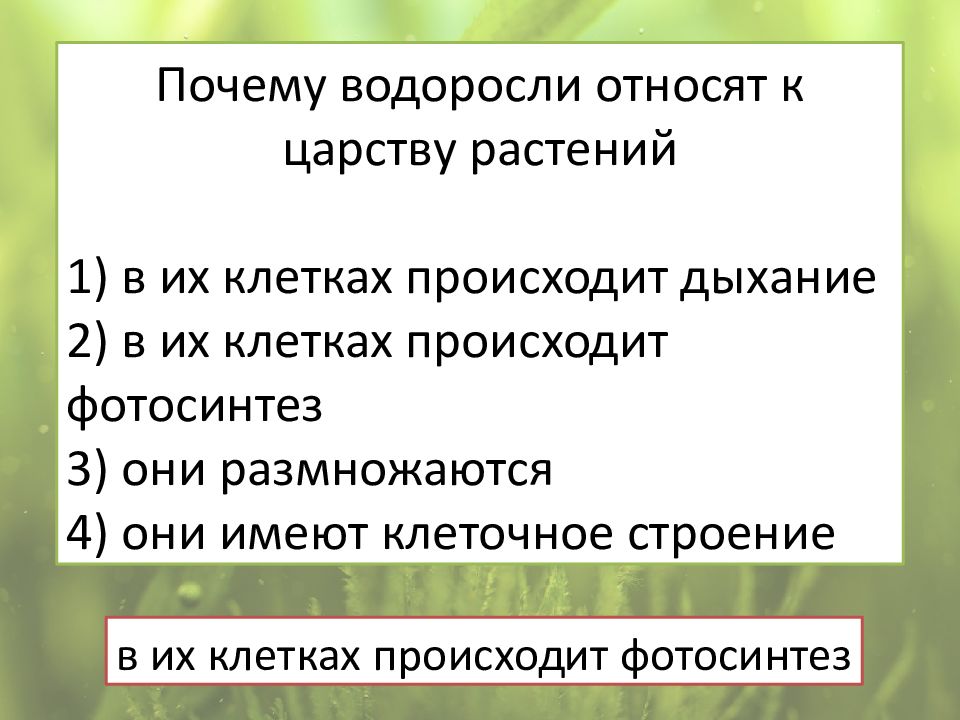 Почему водоросли относятся. Водоросли относят к живым организмам потому что они.