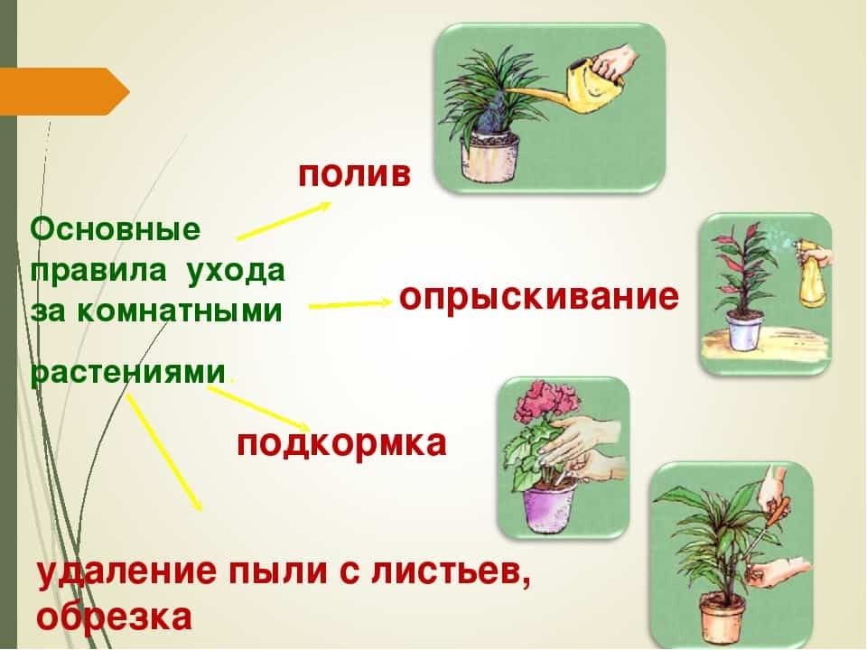 Мои комнатные растения презентация