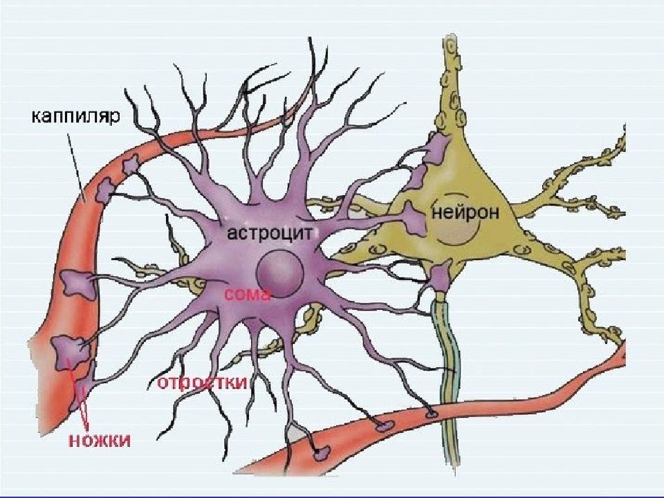 Астроциты мозга. Астроциты глиальный. Астроциты глия. Астроцит нейроглии. Фиброзные астроциты.