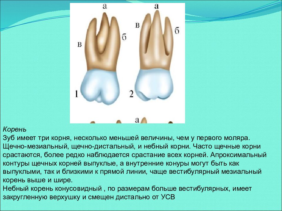 2 корня в зубе