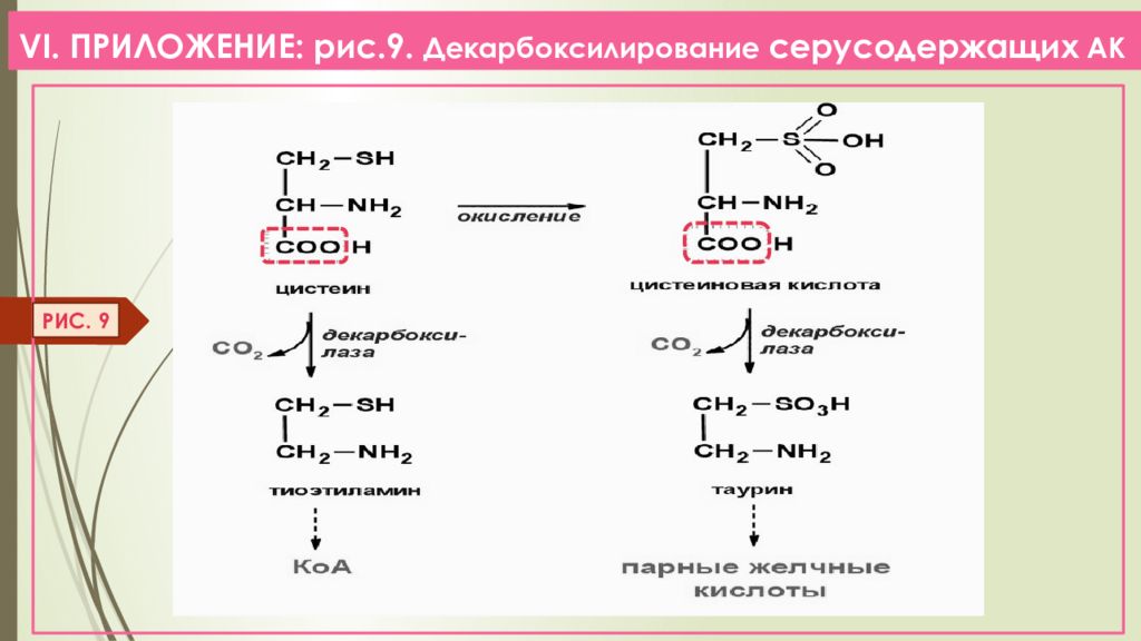 Декарбоксилирование аминокислот презентация