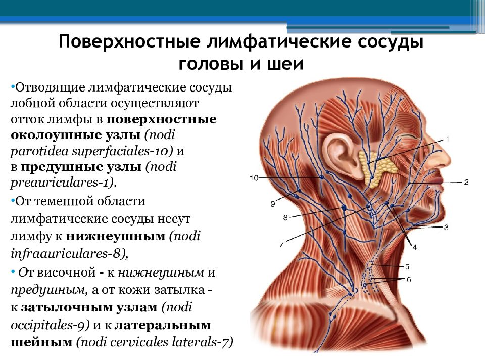 Лимфатические узлы головы и шеи схема