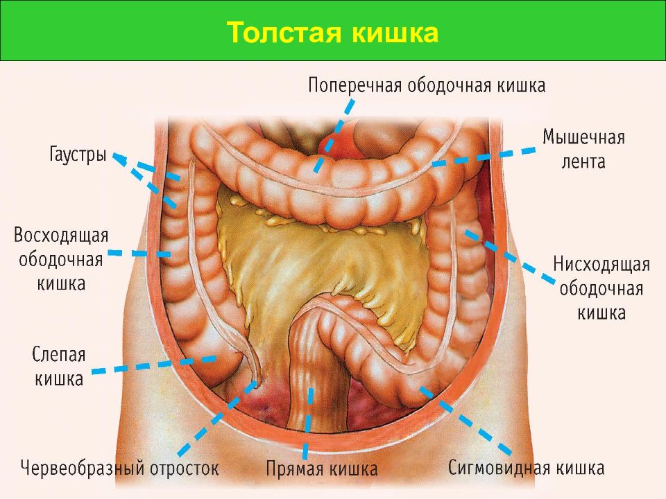 Толстая кишка где находится рисунок