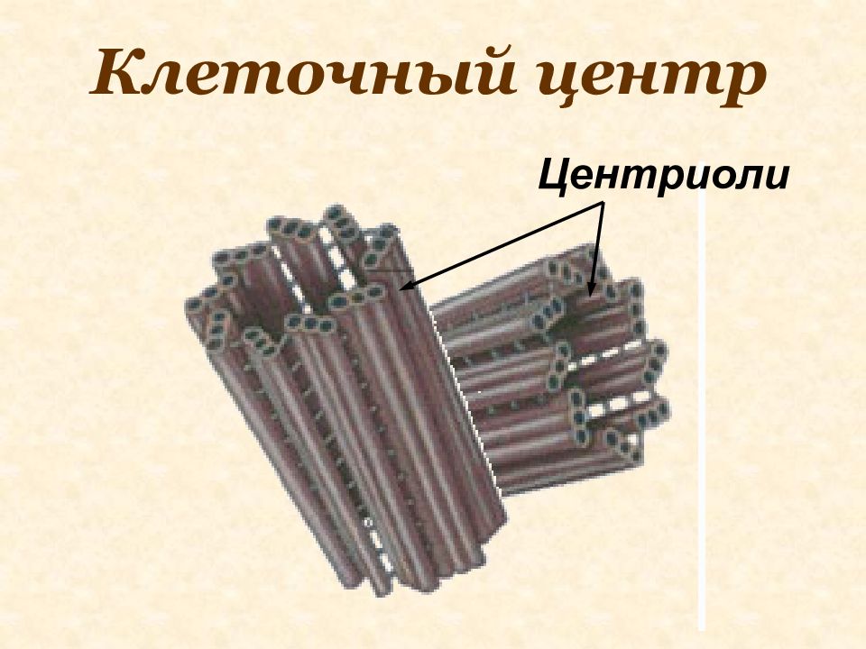 Центриоли. Строение центриоли клетки. Центросома клеточный центр центриоль. Строение центриолей клеточного центра. Строение клетки клеточный центр.