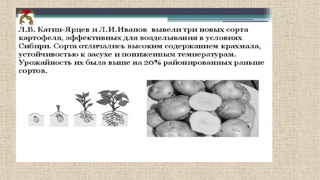 Выведение новых сортов. Как вывести новый сорт. Как выводятся новые сорта. Катин-Ярцев селекционер. Л В Катин Ярцев селекционер.