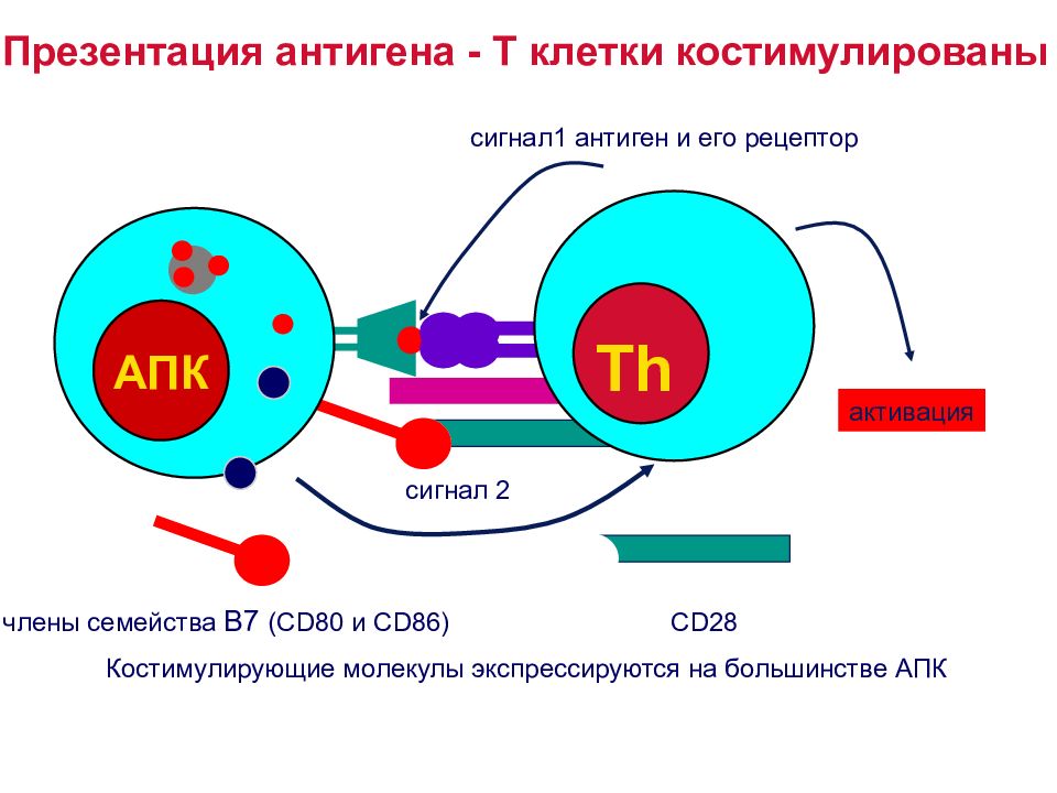 Презентация антигена т лимфоцитам