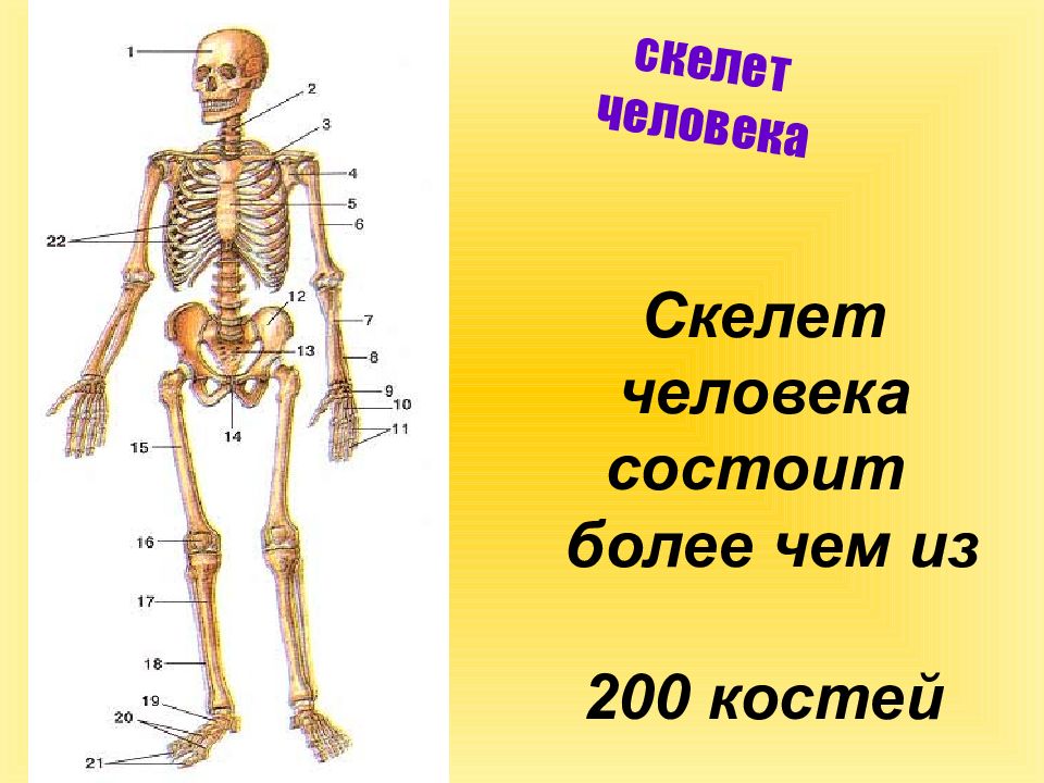 Общее строение скелета человека