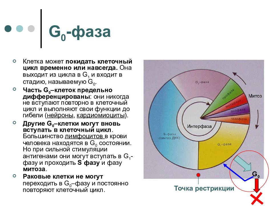 3 этапа интерфазы. Клеточный цикл интерфаза стадии. G0 период интерфазы. Фаза интерфазы g0. G1 s g2 клеточный цикл.