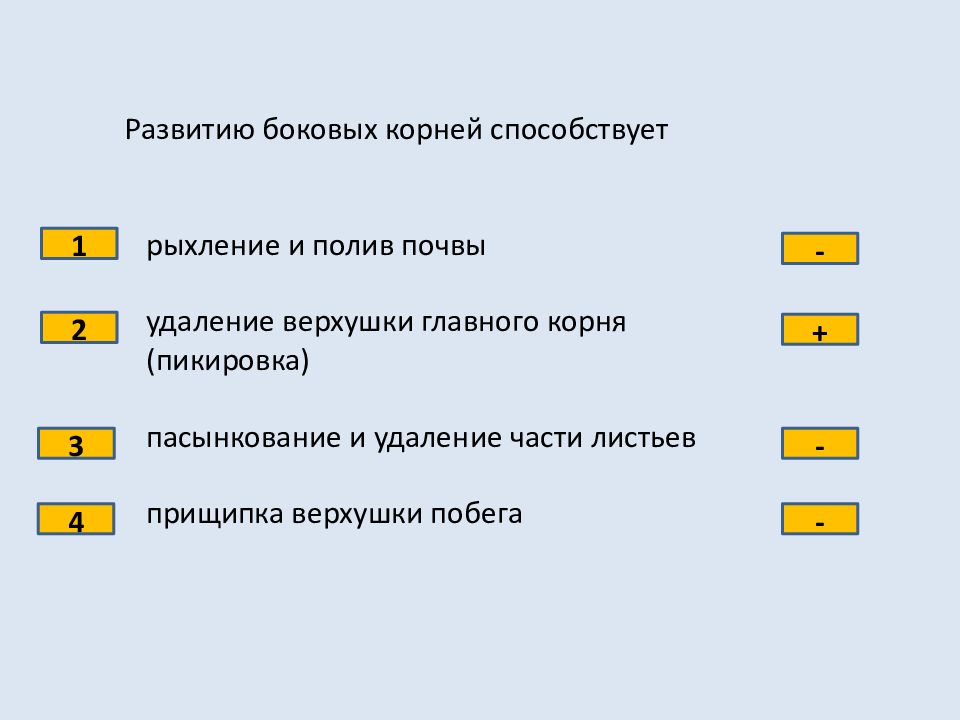 Проверочная работа по теме органы растений. Развитию боковых корней способствует. Образованию боковых корней способствует. Поспособствовать развитию боковых.