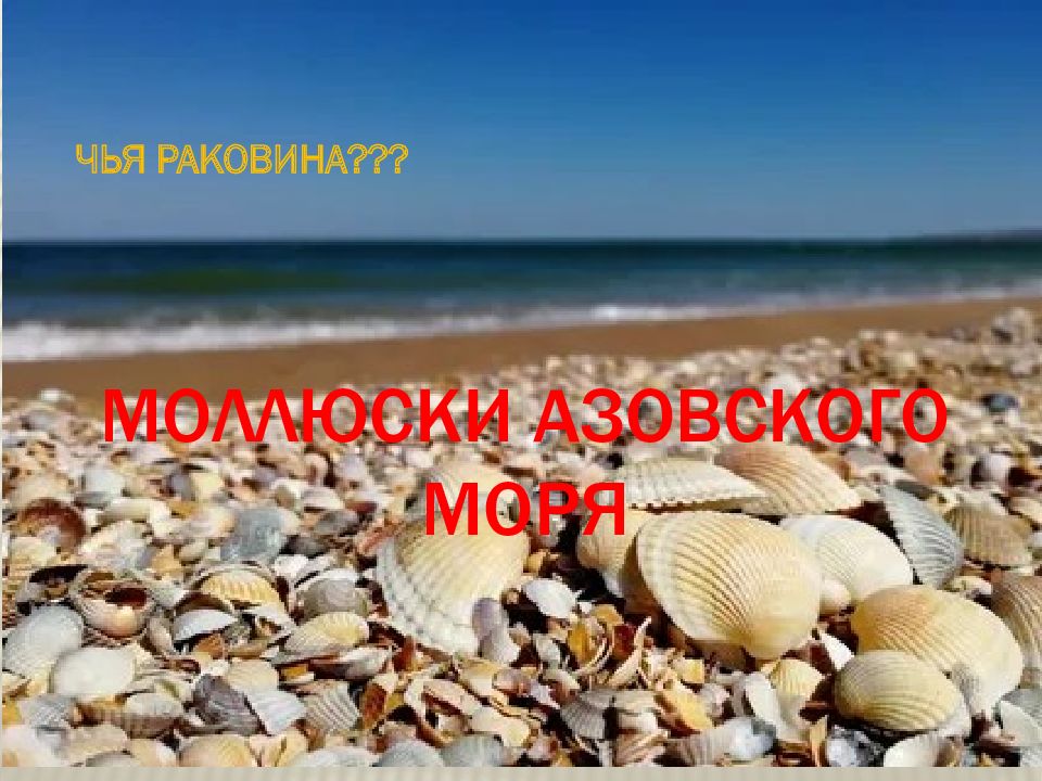 Моллюски азовского моря