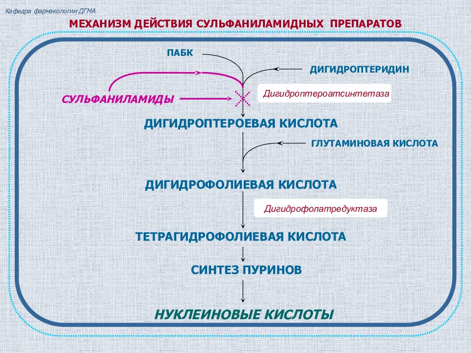 Механизм действия фармакология. Механизм антибактериальной активности сульфаниламидных препаратов. Сульфаниламиды механизм действия фармакология. Схема действия сульфаниламидных препаратов. Механизм противомикробного действия сульфаниламидных препаратов.