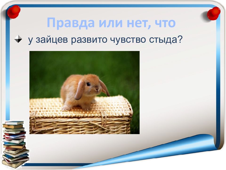 строение уха зайца. какой орган чувств у птиц наиболее развит. органы чувств умлекопит. какие органы чувств лучше развиты у зайца. органы чувств животных.