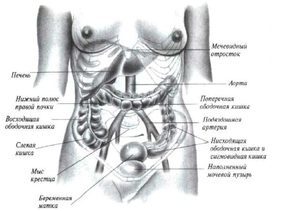 Схема органов брюшной полости женщины