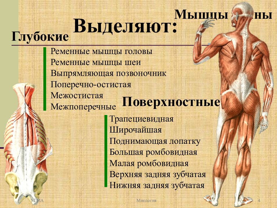 Собственные мышцы. Мышцы туловища сзади функции. Миология поверхностные мышцы спины. Мышцы спины топография и функции. Поверхностные мышцы туловища (вид сзади).