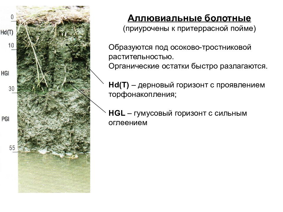 Образована под. Аллювиальные болотные почвы профиль. Аллювиальные луговые - болотные почвы. Аллювиальные болотные иловато-торфяные почвы. Болотные почвы почвенный профиль описание.