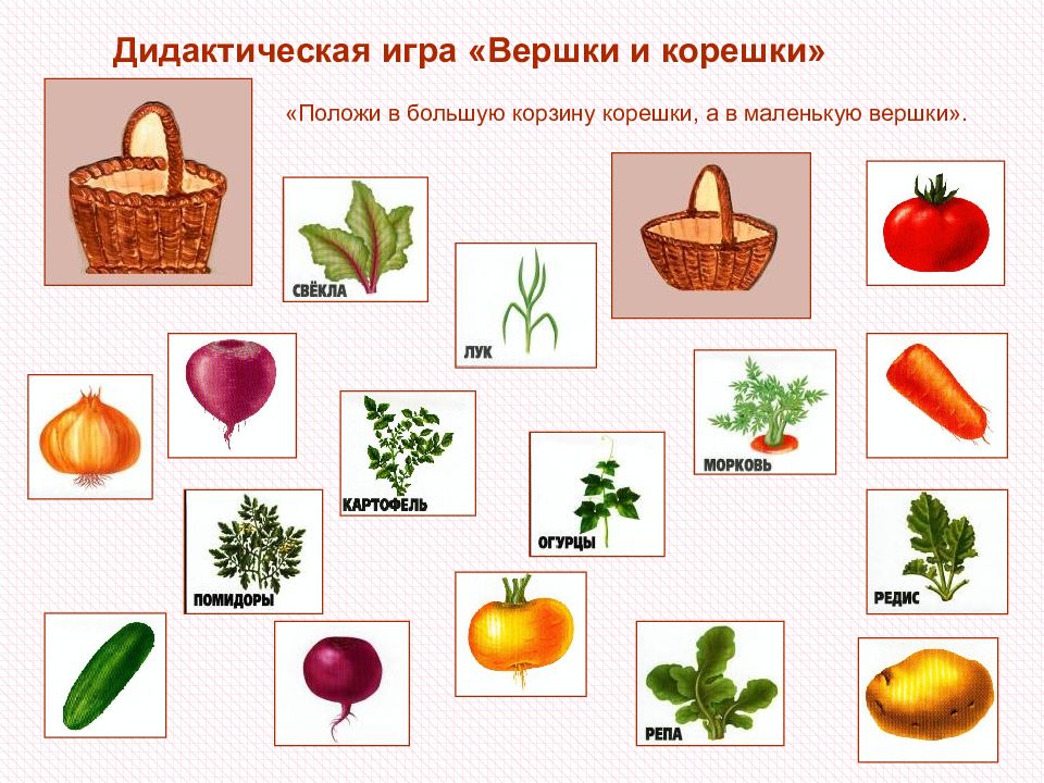 Вершки и корешки картинки для детей