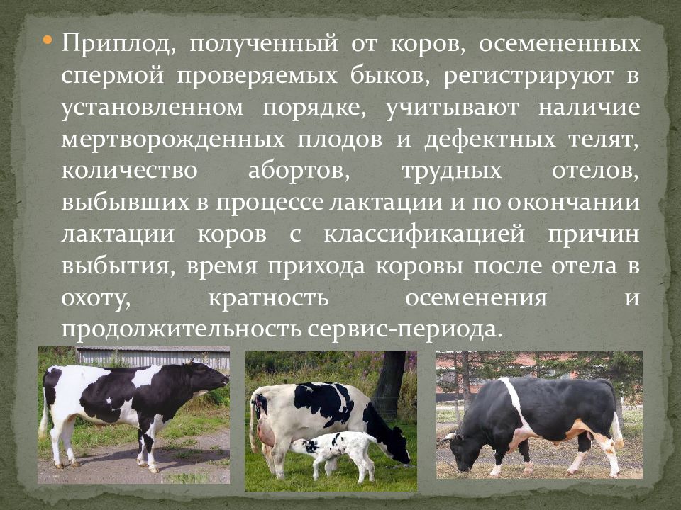 Сколько быков было белого цвета. Классификация коровы. Естественное осеменение коров. Возраст коров.