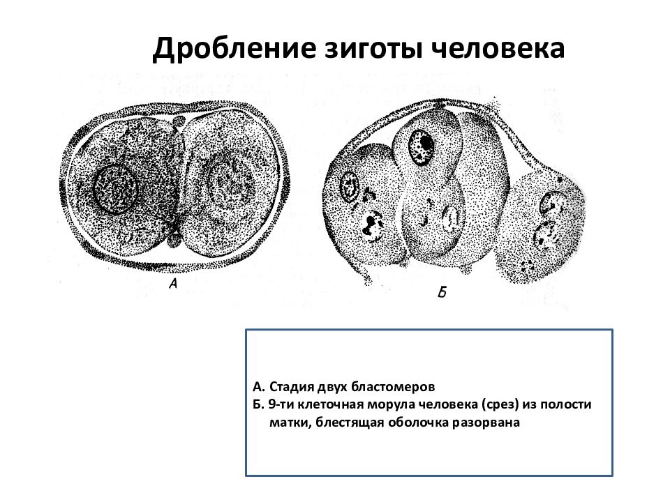 1 стадия дробления зиготы. Дробление зиготы человека Электронограмма. Дробление стадия двух бластомеров. Зигота стадия 2 бластомеров. Дробление зиготы гистология.