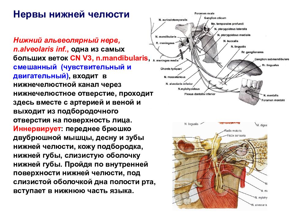 Иннервация нижней. Нижний альвеолярный нерв иннервирует. Анатомия нервов нижней челюсти. Анатомия нерва нижней челюсти.