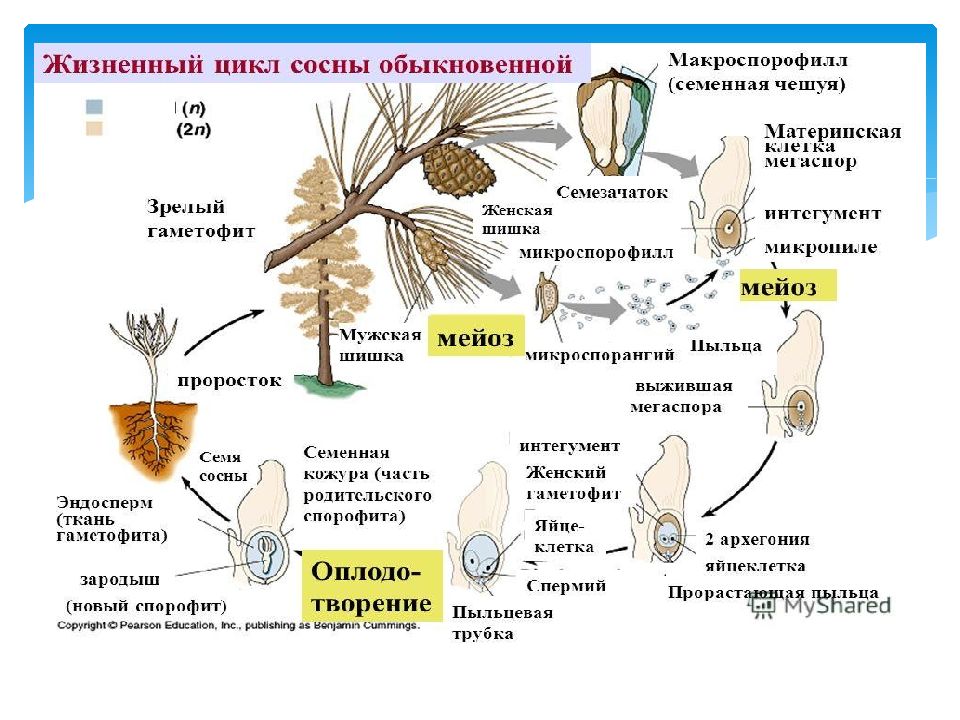 Жизненный цикл сосны рисунок