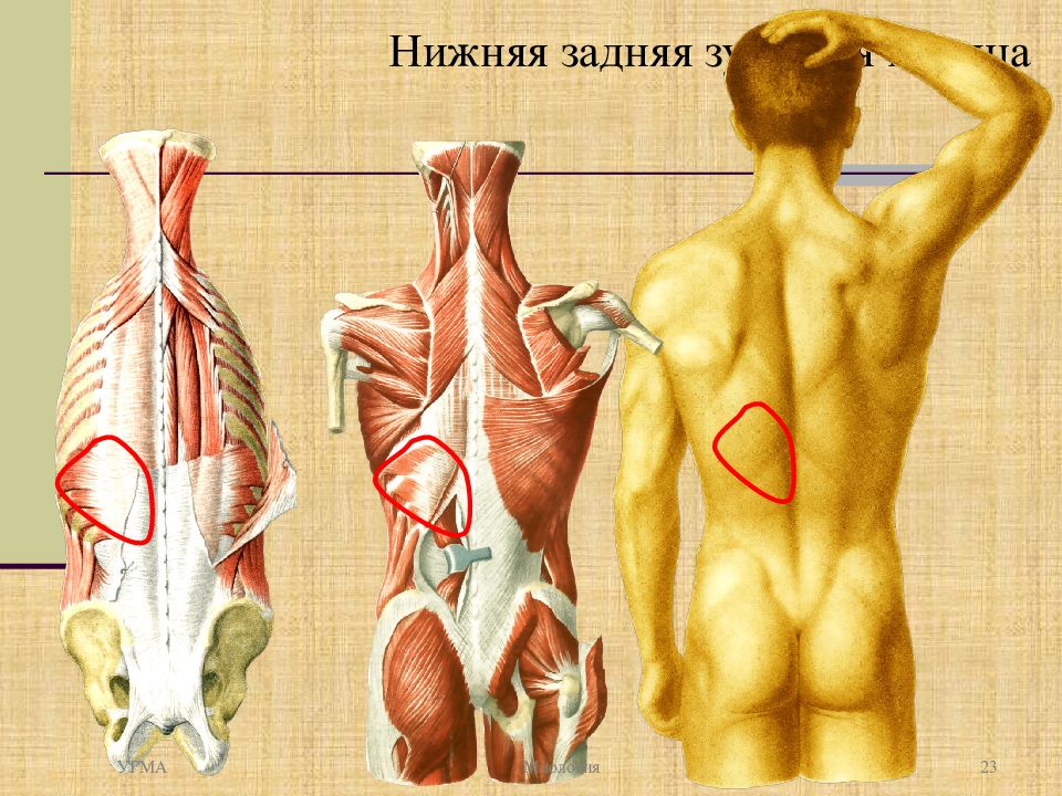 Задне нижний. Задняя зубчатая мышца триггерные точки. Нижняя зубчатая мышца спины. Нижняя задняя зубчатая мышца. Сердечные мышцы на спине.