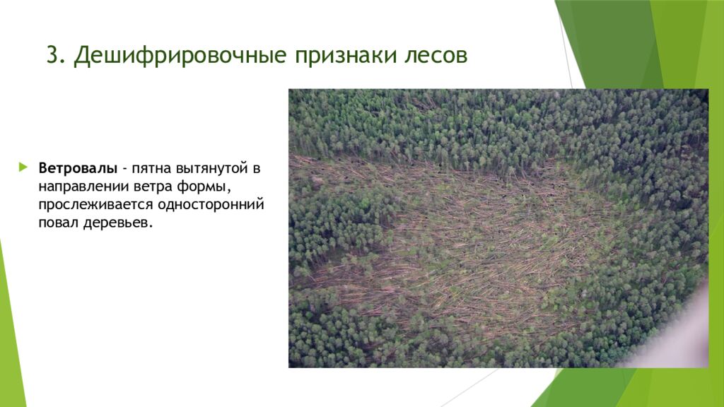 3. Дешифрировочные признаки лесов