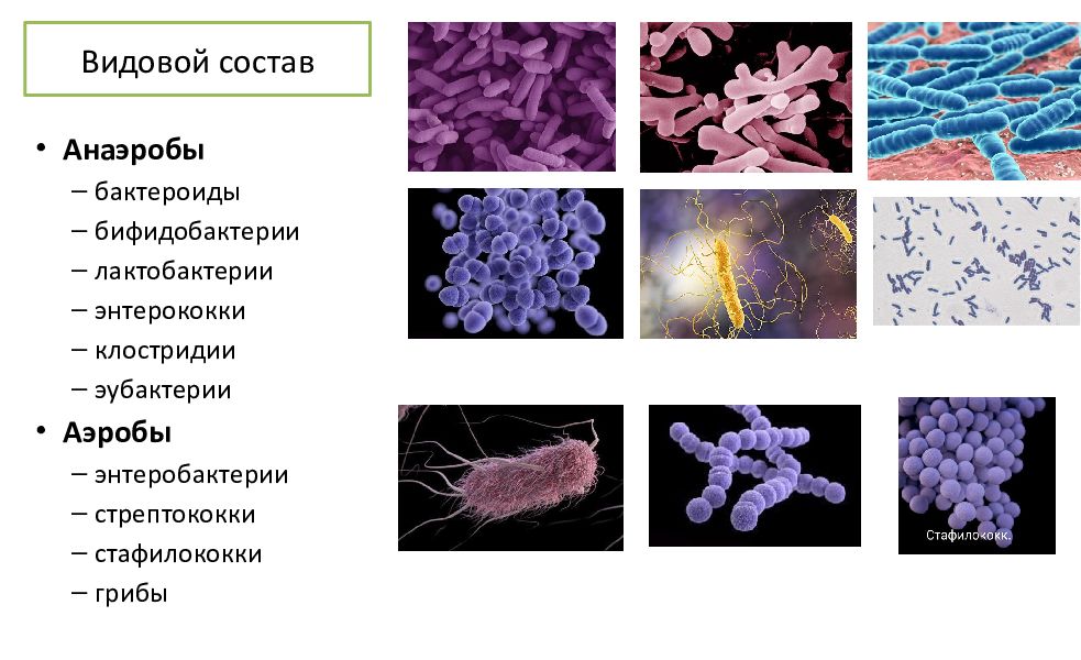 Микробиота человека презентация