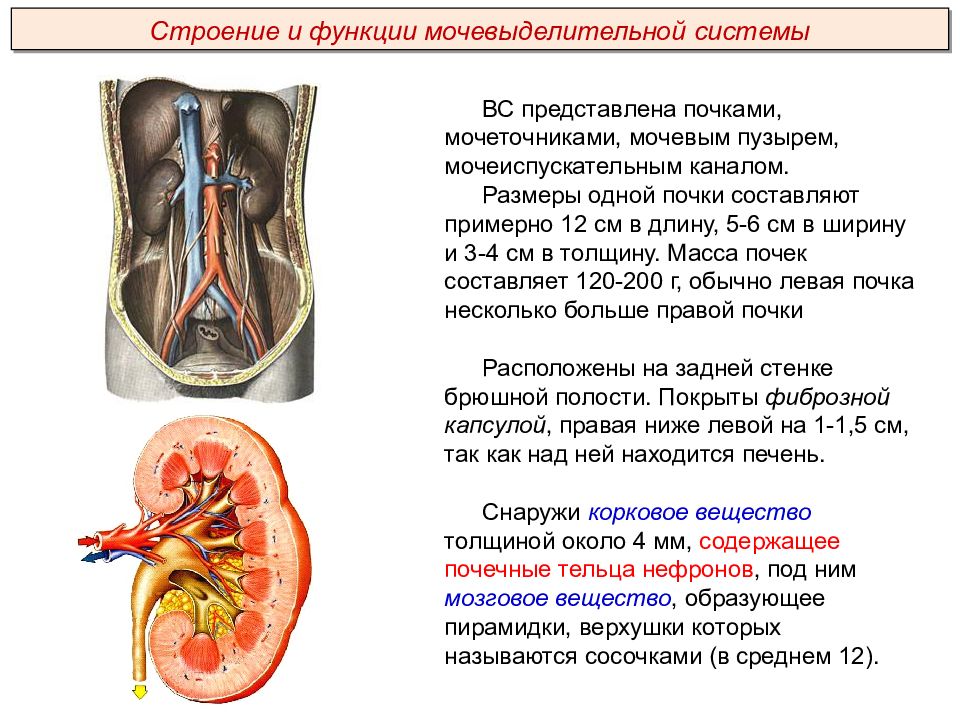 Презентация выделительная система пименов