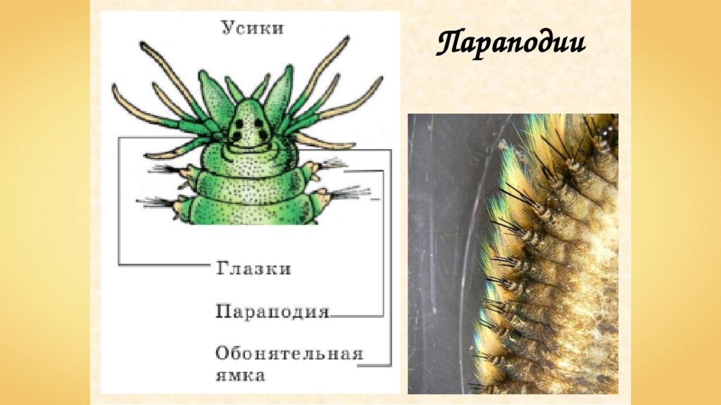 Параподии. Строение параподии полихеты. Параподии кольчатого червя. Параподии многощетинковых червей. Строение параподии многощетинковых.