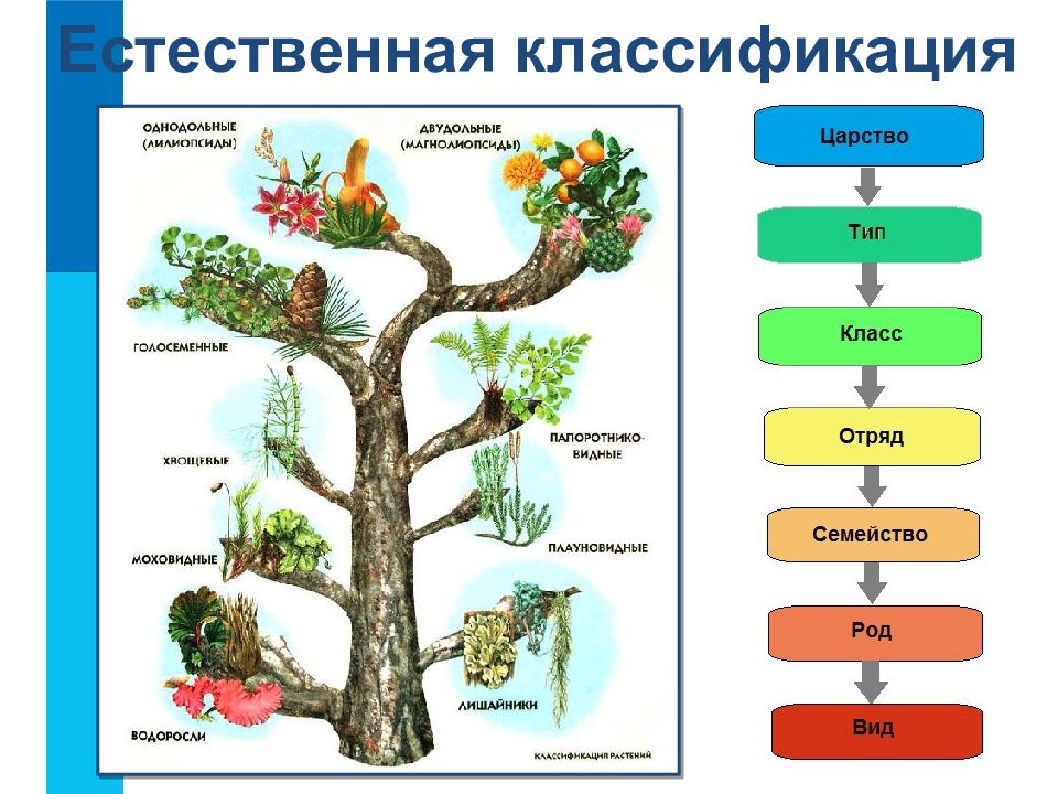 Классификация и разнообразие