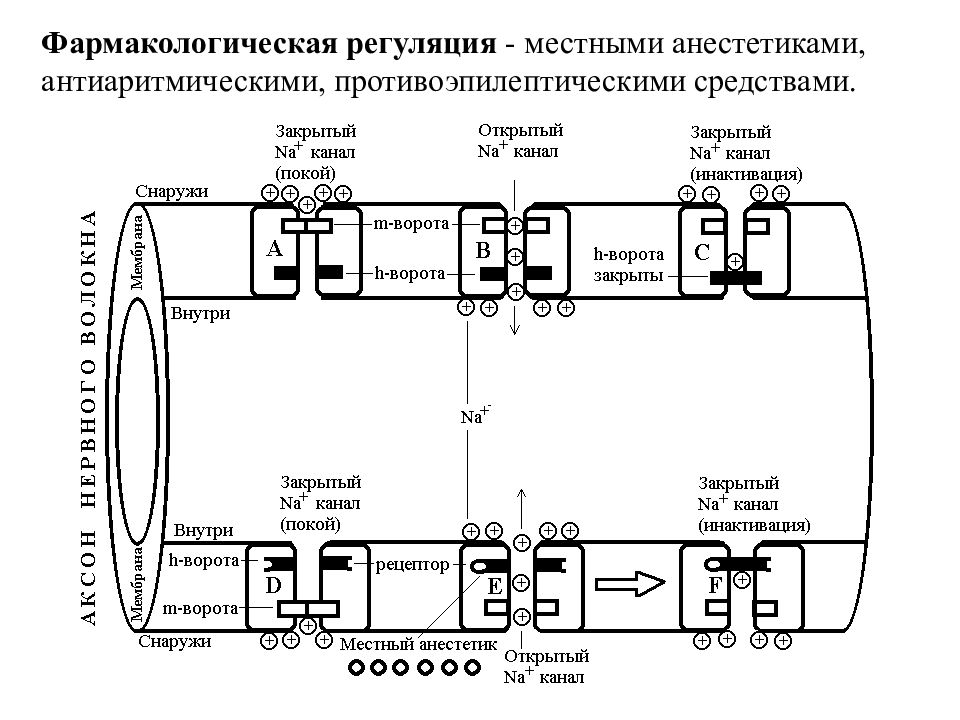 Местноанестезирующие механизм действия. Механизм действия местных анестетиков схема. Механизм действия анестетиков Фарма. Местные анестетики механизм д. Механизм действия местных анестетиков фармакология.