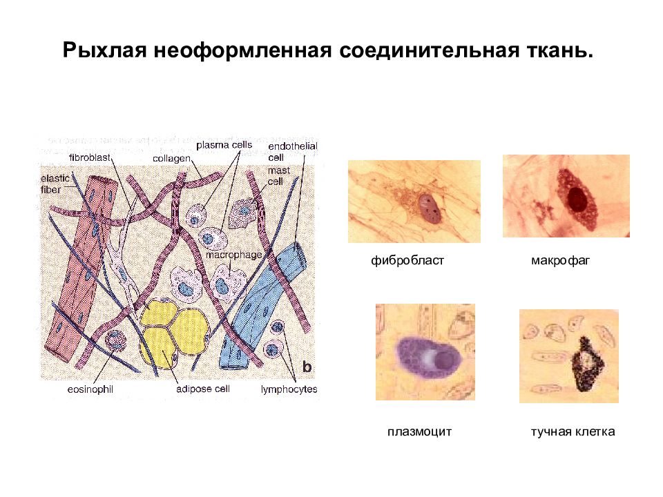 Рисунок рыхлой соединительной ткани