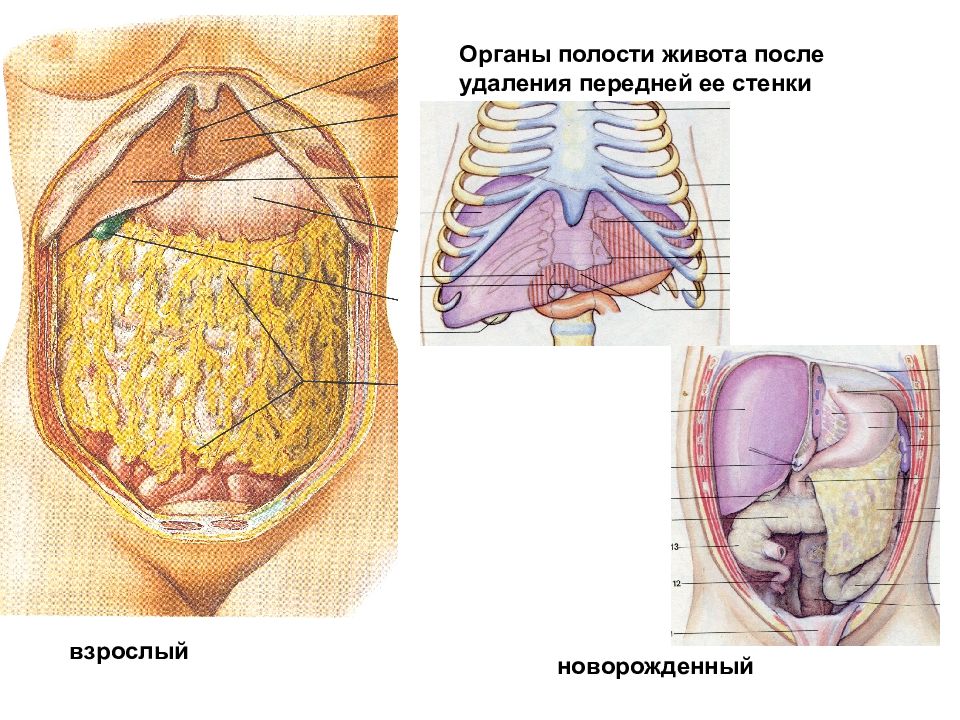 Полость живота. Полость живота ее стенки. Полость живота включает в себя. Чем ограничена полость живота.