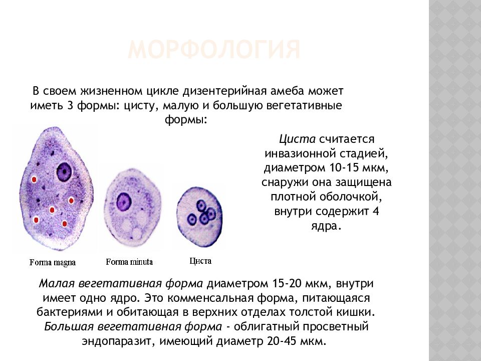 Дизентерийная амеба рисунок с обозначениями